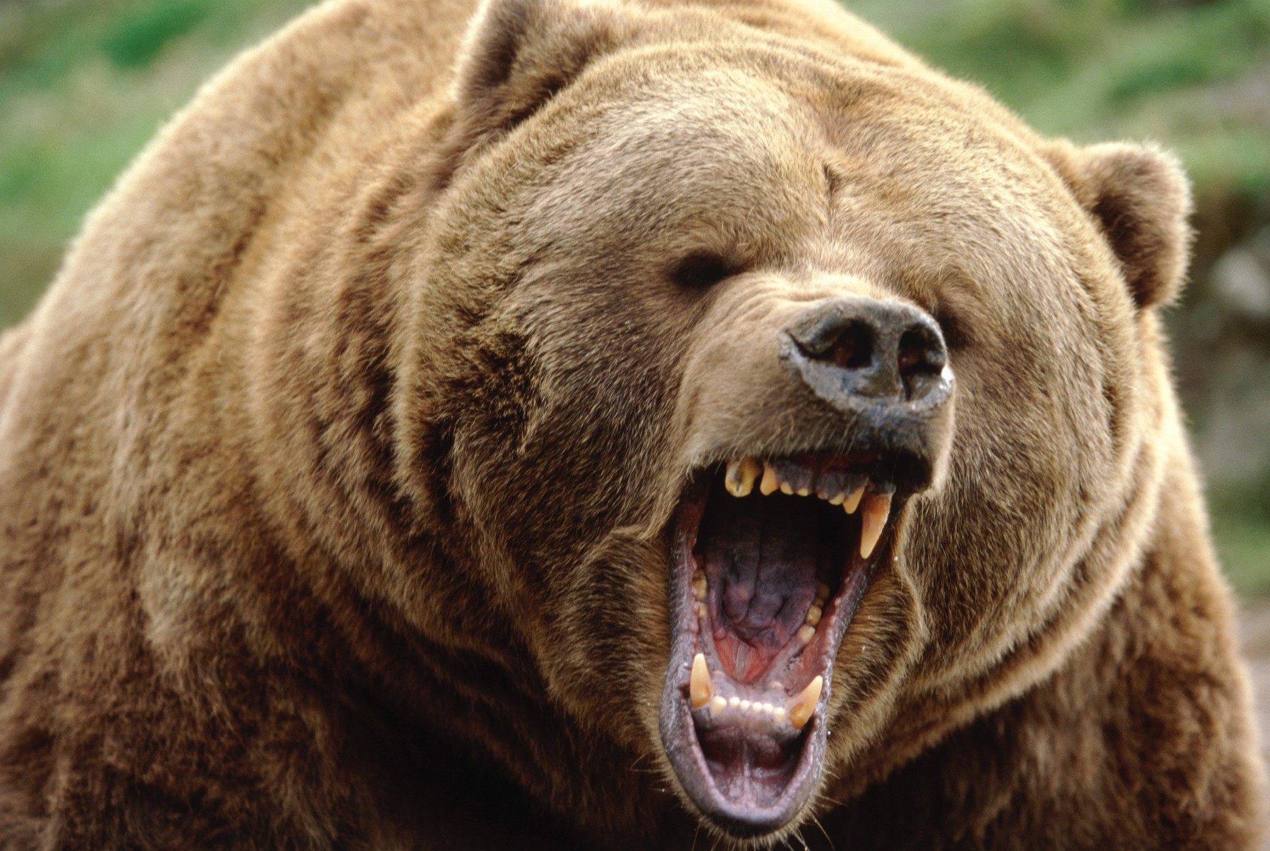 Опасные животные россии на английском. Медведь Гризли страшный. Медведь Гризли оскал. Самый опасный медведь в мире Гризли. Грозный бурый медведь.