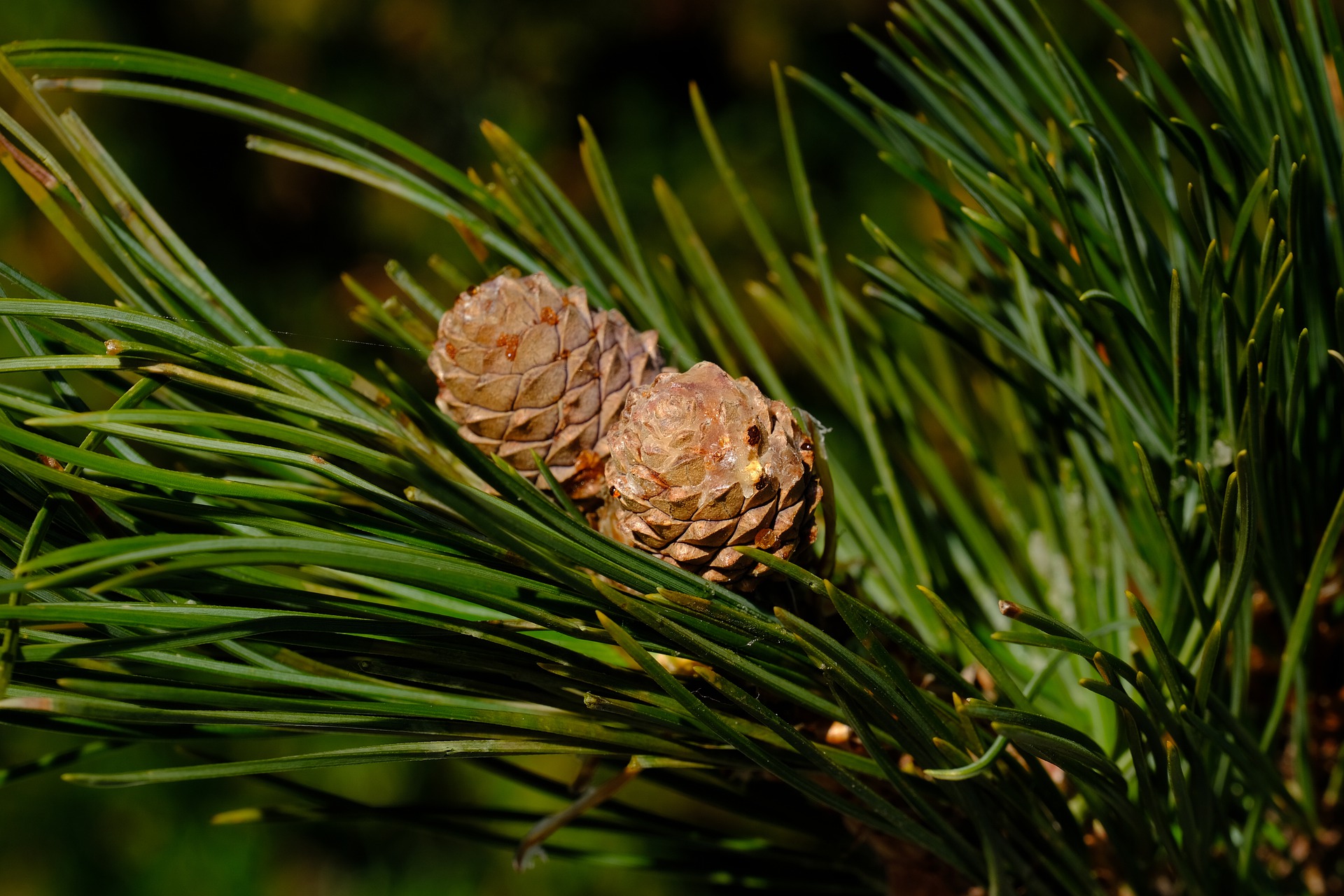 Pinus Sylvestris шишки